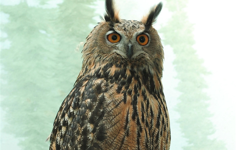 Central Park Zoo's Eurasian Eagle Owl Flaco